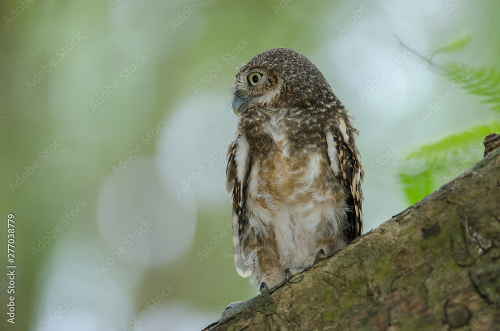 Fototapeta premium Asian Barred Owlet (Glaucidium cuculoides)