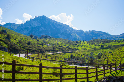 Curved asphalt road in middle of a green grass field with mountains at the background and fences at both sides. S-shaped way in Covadonga Lakes, Asturias, Spain