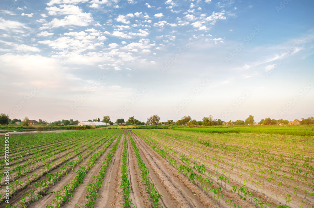 Rows of young pepper grow in the field. Growing organic bio vegetables on the farm. Agriculture and farming. Seedlings. Ukraine, Kherson region. Eco friendly products. Selective focus