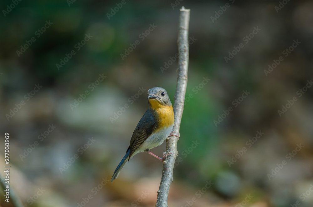 Red-throated Flycatcher (Ficedula albicilla) Red-throated Flycatcher (Ficedula albicilla)