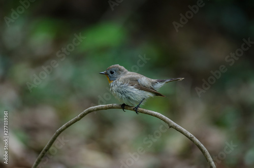 Red-throated Flycatcher (Ficedula albicilla)