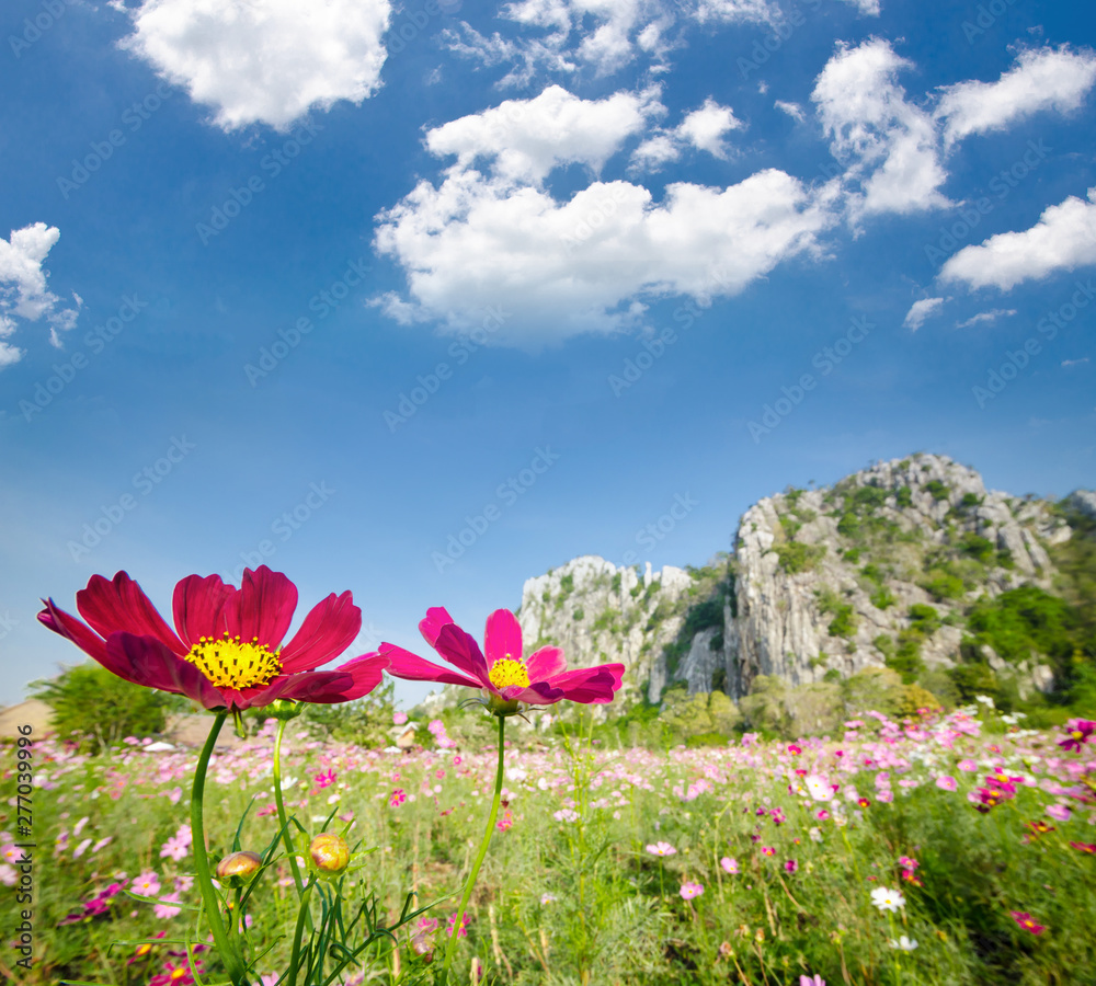 Landscape nature background of beautiful pink and red cosmos flower field. Landscape nature background of beautiful pink and red cosmos flower field.