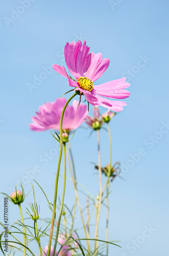 Beautiful pink cosmos flower field on blue sky.