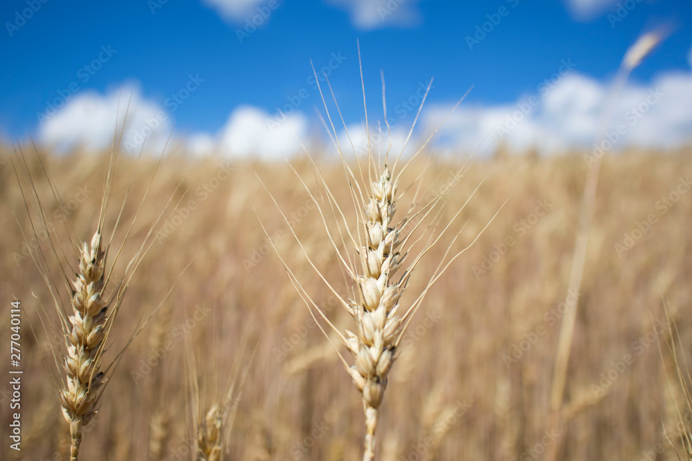 wheat field against the blue cloudy sky wheat field against the blue cloudy sky