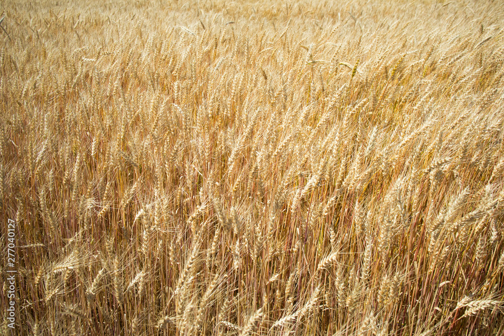 sunny wheat field