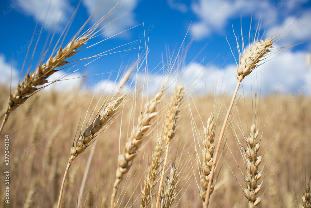 wheat field against the blue cloudy sky wheat field against the blue cloudy sky