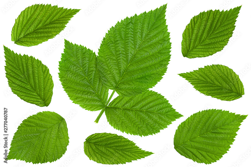 Raspberry leaf on white collection Raspberry leaf on white collection