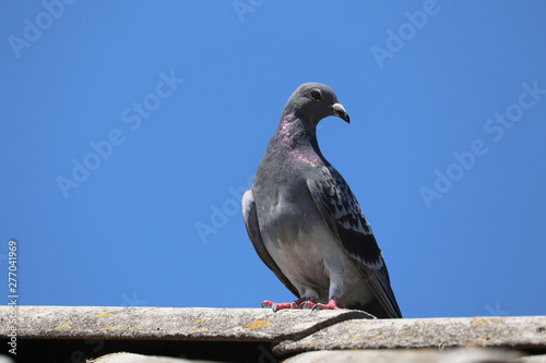 The dove (pigeon bird) sits on the roof