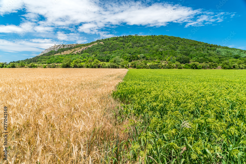 Dry wheat field in contrast with green oat field under the Braunsberg hill in Austria