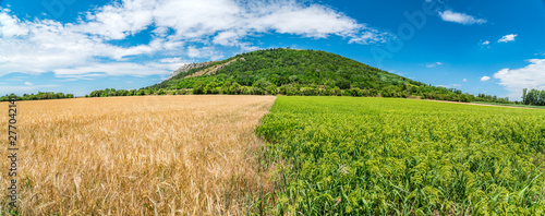 Dry wheat field in contrast with green oat field under the Braunsberg hill in Austria