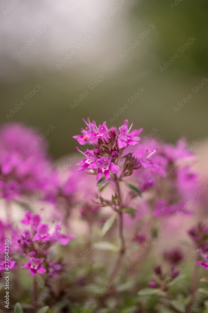 bee on flower bee on flower