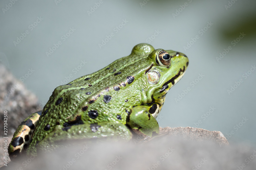 Fototapeta premium green tree frog