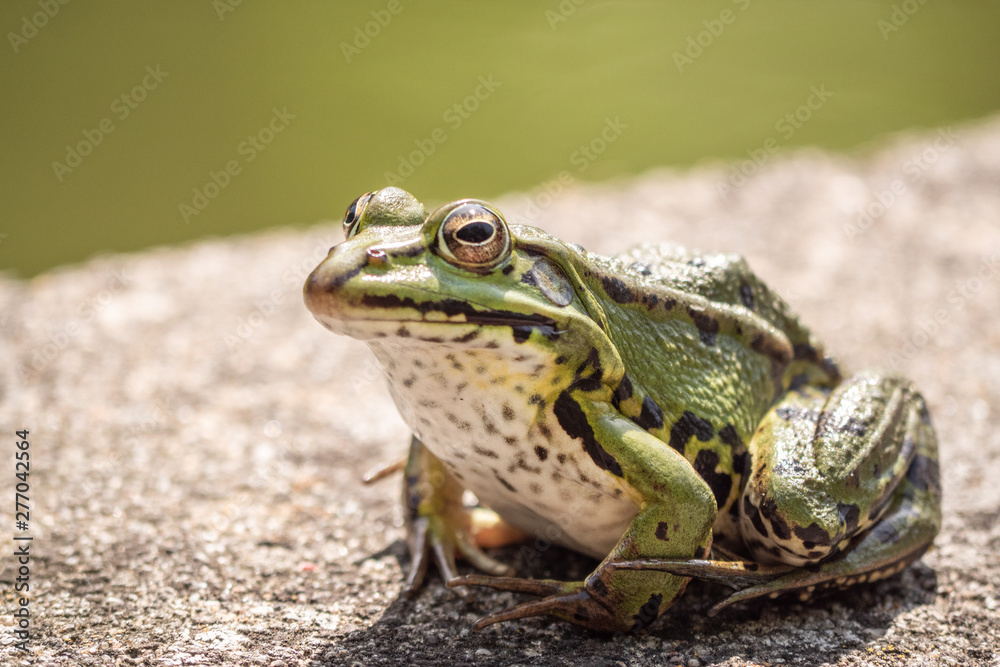 Obraz premium frog on a leaf