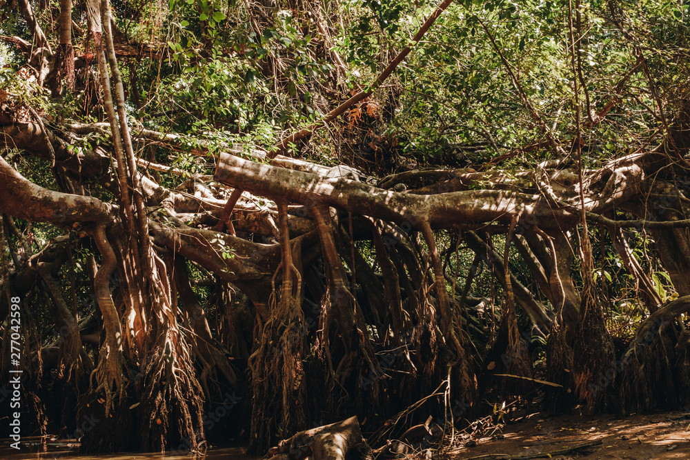 the Little Amazon in phang nga, Thailand. a hidden Banyan Tree forest. the canopy of the giant Banyan Tree forest is peaceful and serene. the Little Amazon in phang nga, Thailand. a hidden Banyan Tree forest. the canopy of the giant Banyan Tree forest is peaceful and serene.