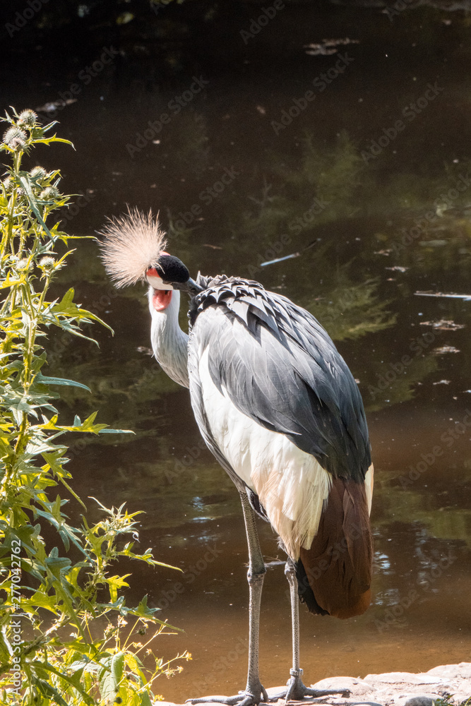 Fototapeta premium crowned crane