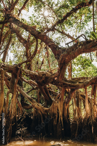  the Little Amazon in phang nga, Thailand. a hidden Banyan Tree forest. the canopy of the giant Banyan Tree forest is peaceful and serene.
