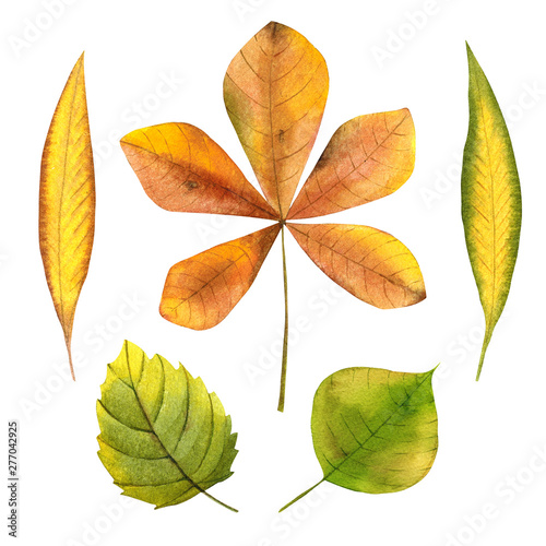Watercolor illustration of tree leaves for your autumn designs. Chestnut  willow  hazel  poplar. Isolated objects on white background.