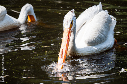 portrait of a pelican