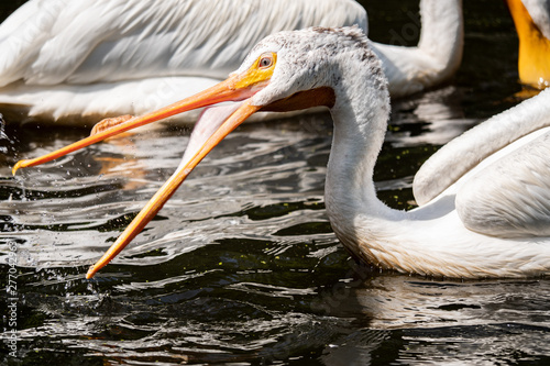 portrait of pelican