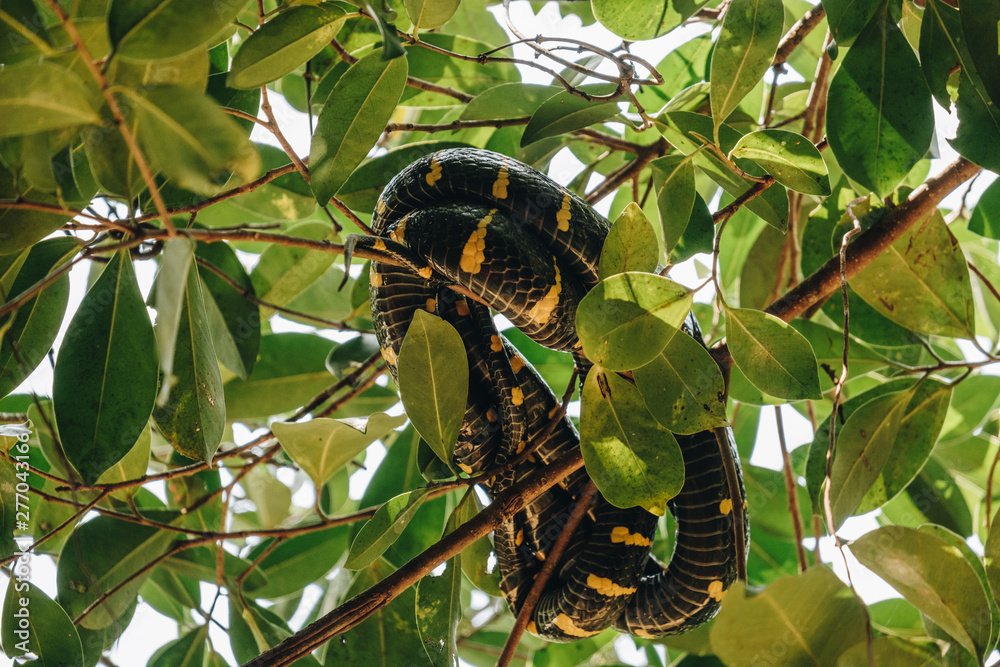 Luzon mangrove snake (Boiga dendrophila divergens)