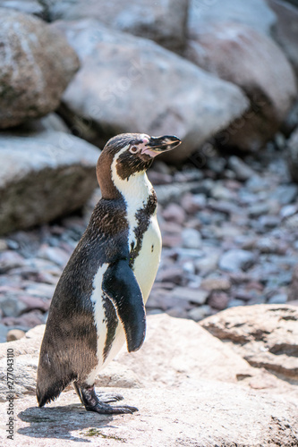 penguin in antarctica