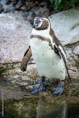 penguin on rock