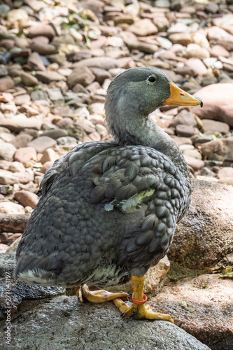 duck on a background