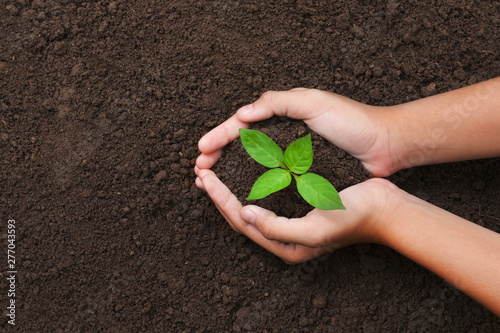 Foto top view hand holding young tree on soil background for planting in garden
