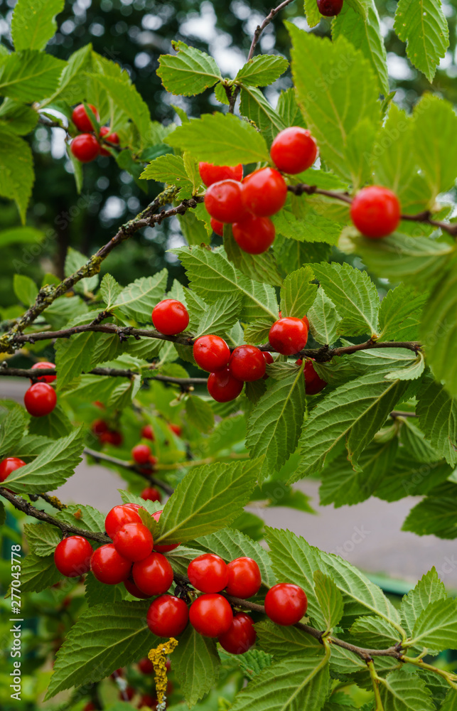 Red berries of a felted cherry on the branches. Little cherry berries.