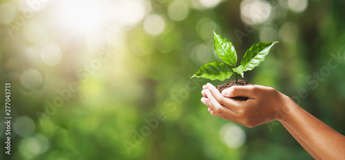hand holding young plant on blur green nature background. concept eco earth day