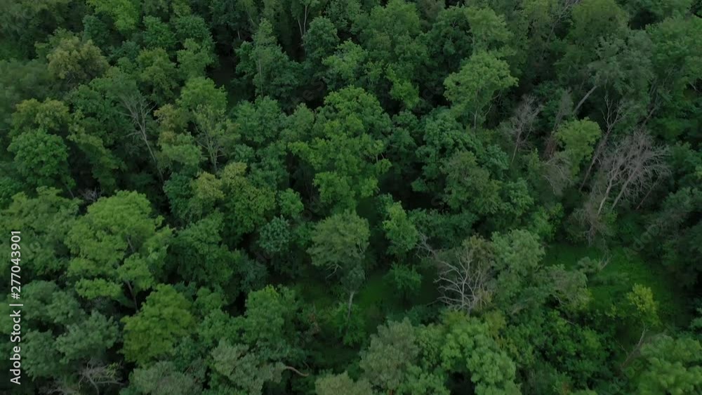 Aerial view of the beautiful landscape - the river flows among the green deciduous forest. Filmed at different speeds - accelerated and normal Aerial view of the beautiful landscape - the river flows among the green deciduous forest. Filmed at different speeds - accelerated and normal