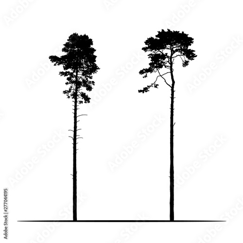 Set Realistic illustration of two tall coniferous pine trees. Isolated on white background, vector