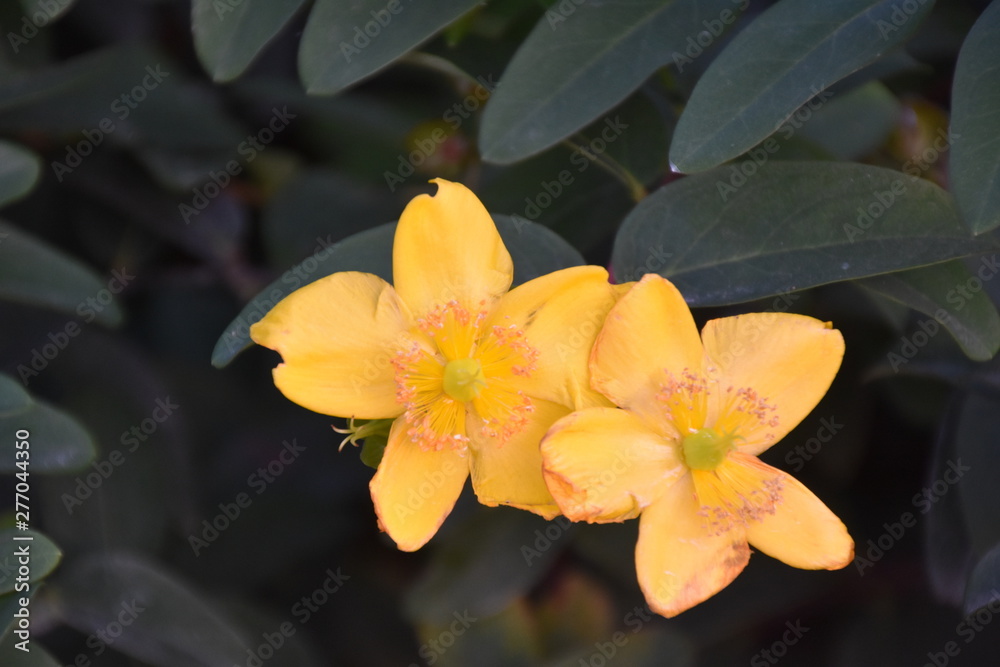 Fototapeta premium Blume , gelb