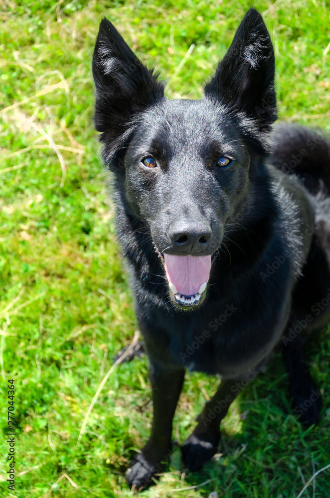 Young energetic half-breed dog walks in the meadow. How to protect your pet from hyperthermia. Summer activity. 