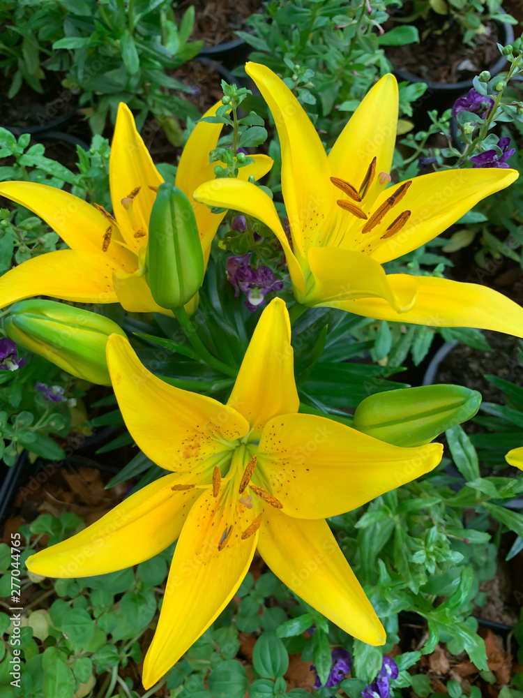 Fototapeta premium fresh yellow Lilly on green background