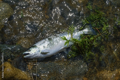 Fresh cherry salmon ( Oncorhynchus masou ) catch. Koppi river. Khabarovsk region, far East, Russia. 