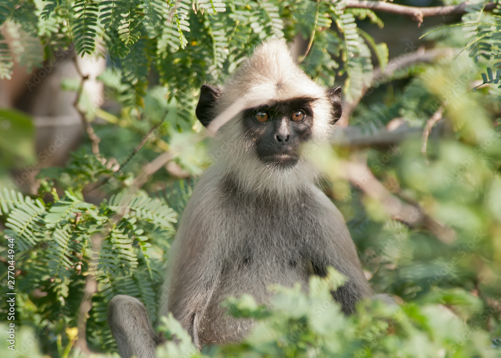 Obraz premium Young langur