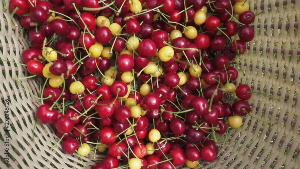 Slow motion close up shot of a full wicker basket tipping over with sweet yellow and red cherries tumbling to the rim. Slow motion close up shot of a full wicker basket tipping over with sweet yellow and red cherries tumbling to the rim.