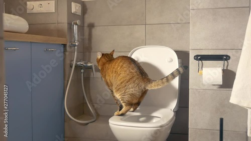 Smart cat taking a toilet wc restroom sanitary hygiene