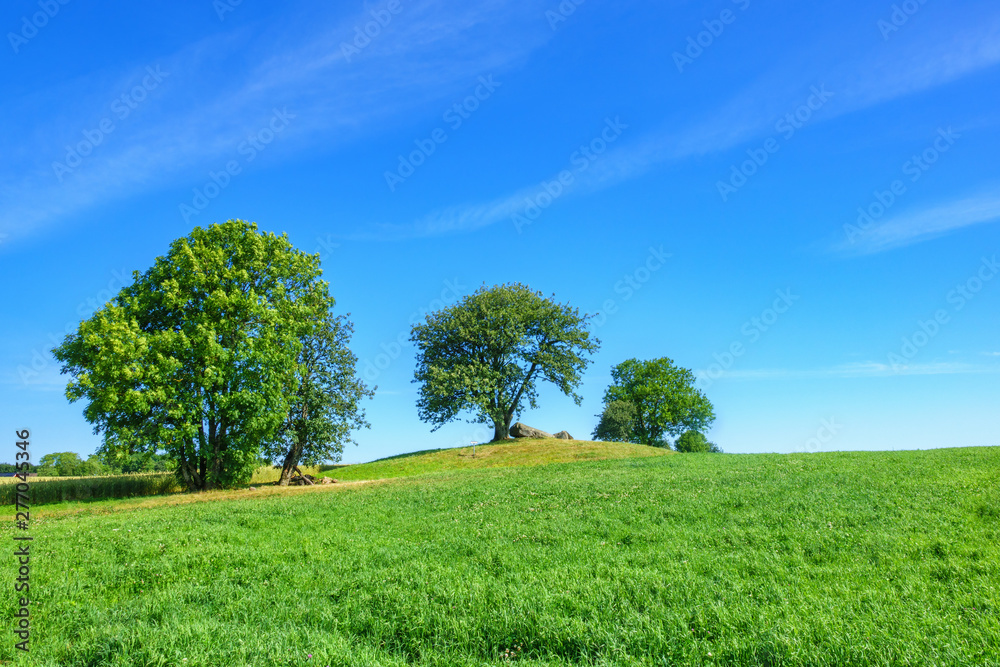 Trees on a field in the summer