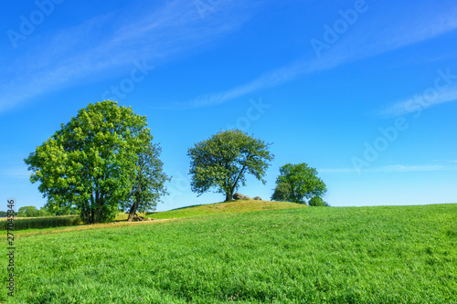 Trees on a field in the summer