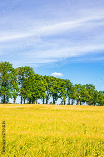 Cornfield with a row of trees on a beautiful summer day