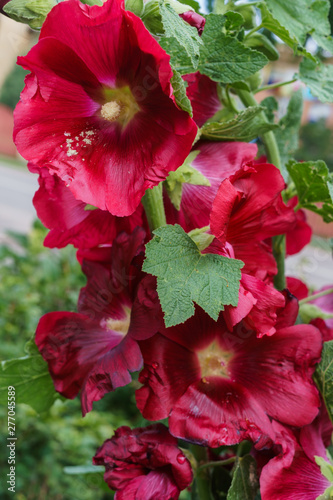 Blooming red-claret mallow in the summer garden close-up. Beautiful flower during flowering.
