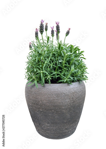 Purple Lavender flowers in pot isolated on white background