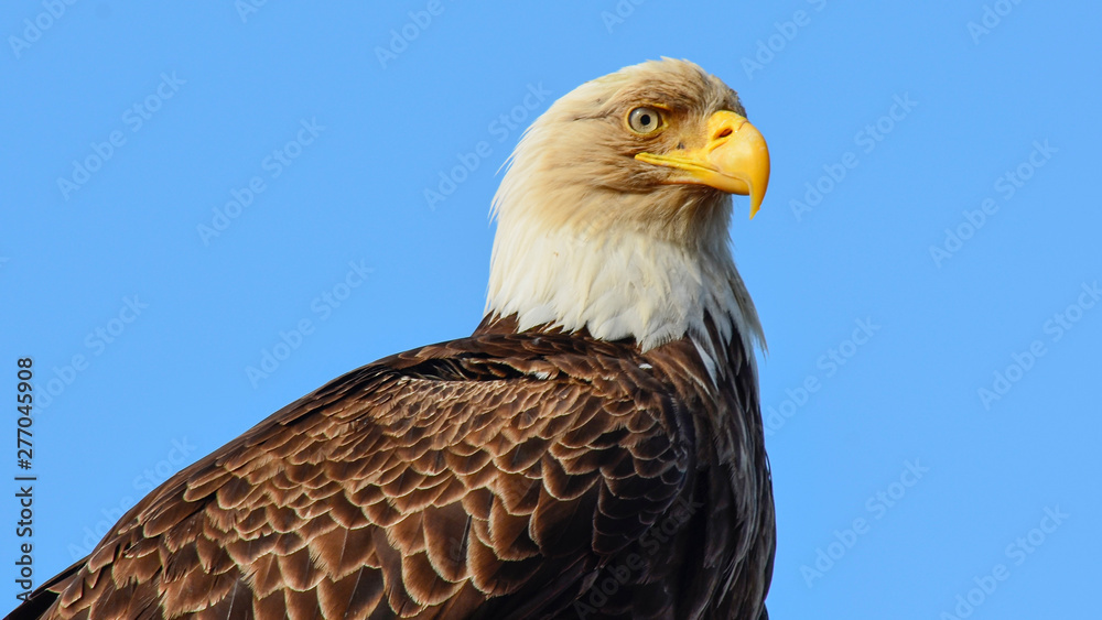 Obraz premium Bald Eagle in Ketchikan, Alaska