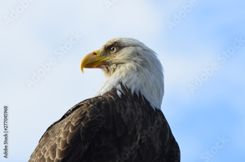 Bald Eagle in Ketchikan, Alaska © Colin Flashman