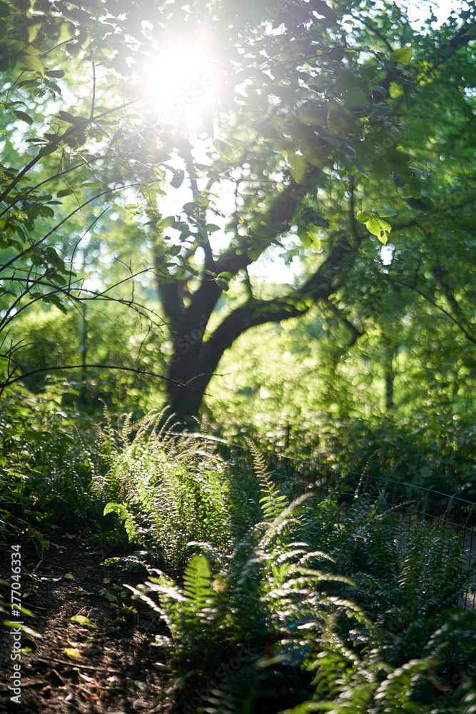 Fototapeta premium Nature forest 
