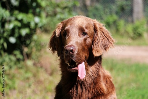 funny brown flat coated retriever head portrait with a long tongue in the garden