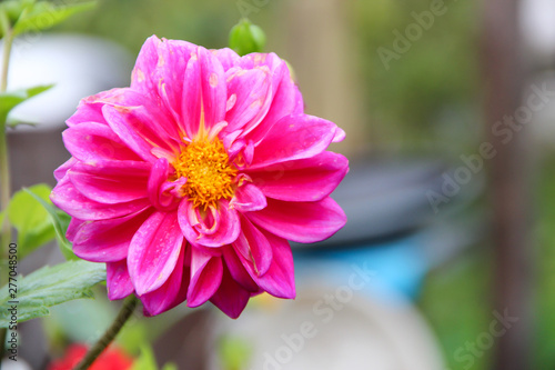  dahlias