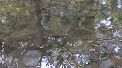 The pond is dry and the Water-tiger moves to new place, water insects. Silver water beetle (Hydrous piceus)